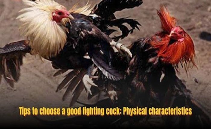 Fighting Cock